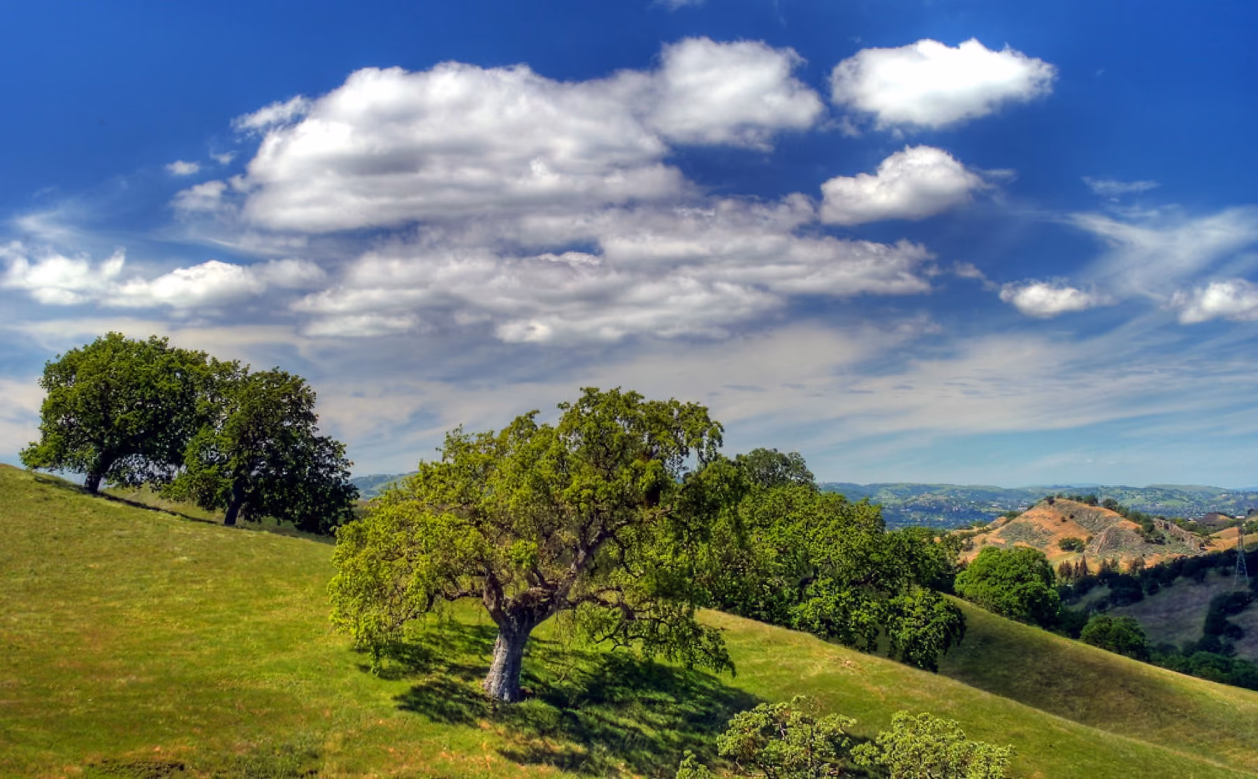 A spreading oak on a green hillside in the Mount Diablo foothills, cumulus clouds above.