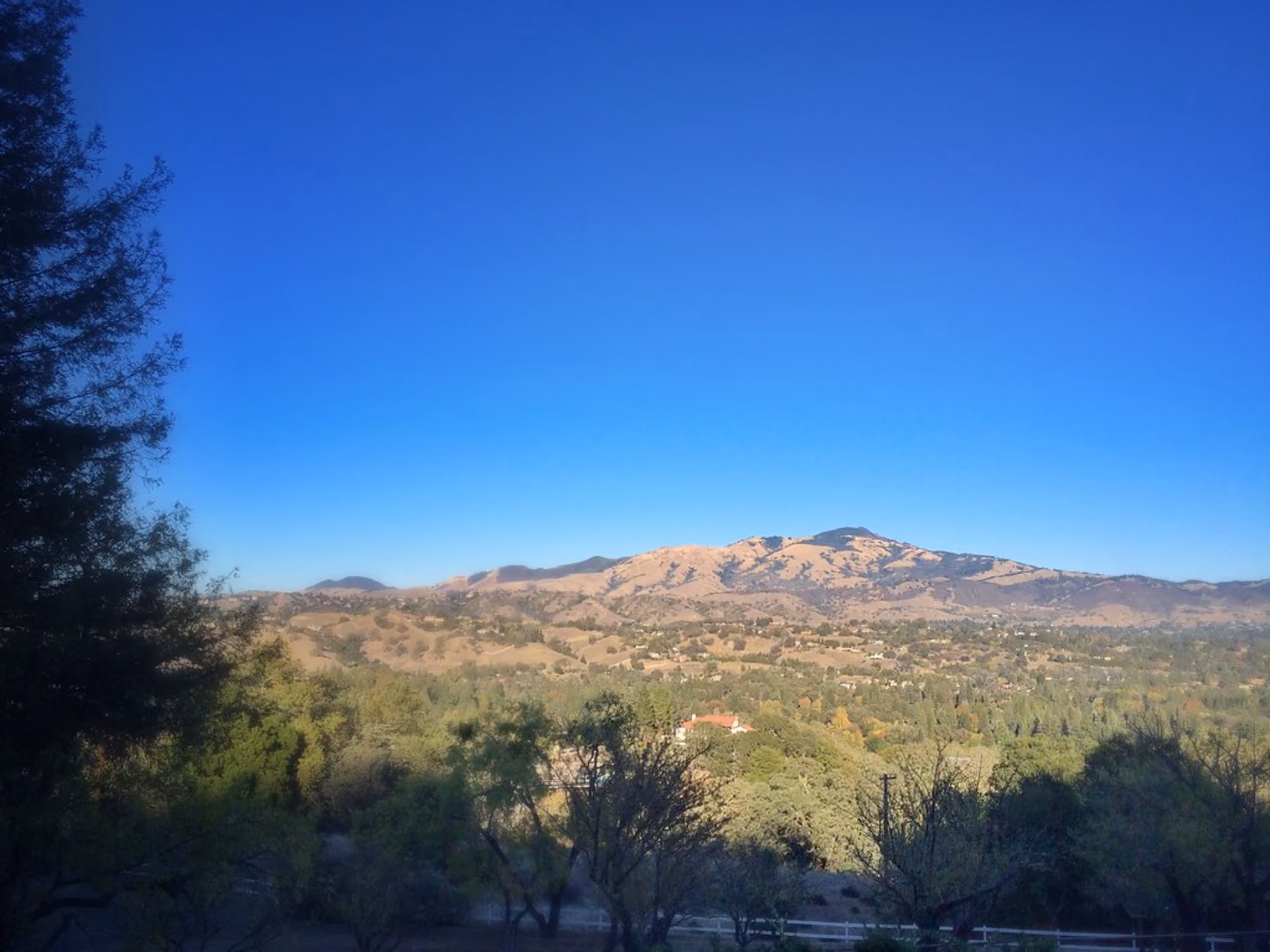 Mount Diablo on the skyline beyond wooded hills, framed by pine branches.