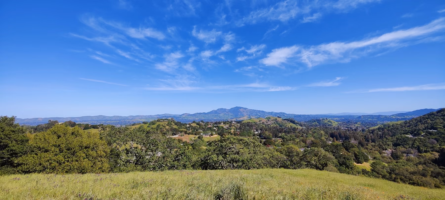 Hillside homes among trees with Mount Diablo rising behind them.