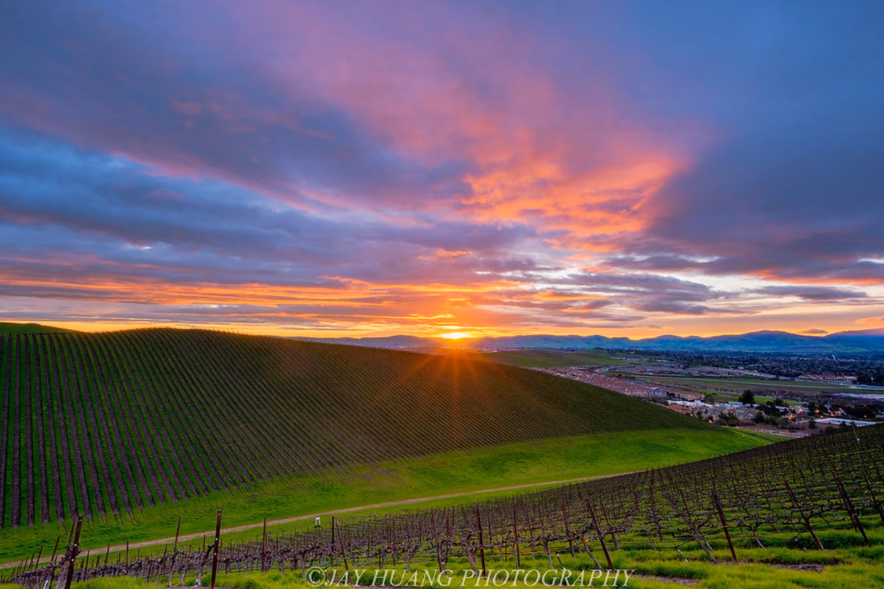 Rows of vines running down a hill toward the valley at sunrise.