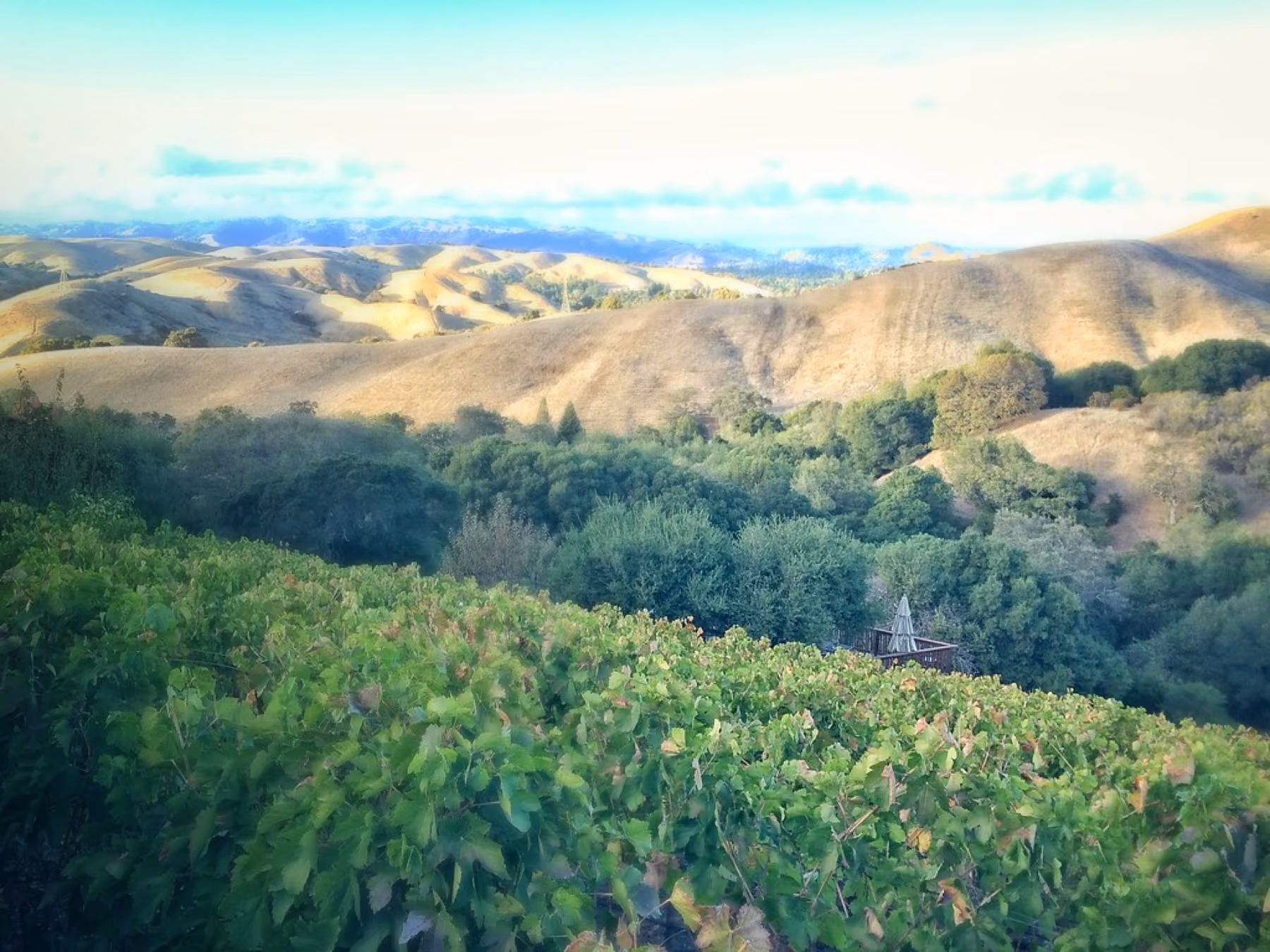 Wooded hills rolling away under a soft sky above Moraga.